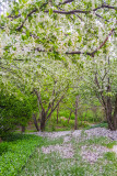 Spring in Palatine, Chicago