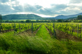 Route du Vin, Alsace, France