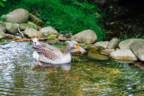 Duck, Open-air Museum, Gutach, Black Forest, Germany