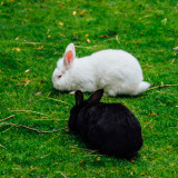 Black and White rabbit, Gastatte Schneckenmatt, Gengenbach, Black Forest, Germany