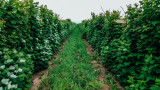 Stade Farm Market, Strawberry picking, Il, Spring 2015