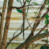 Dragonfly, Palatine, Il, Spring 2015