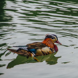 Duck, Englischer Garten, Munich, Bavaria, Germany