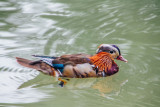 Duck, Englischer Garten, Munich, Bavaria, Germany