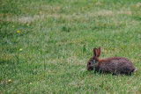 Rabbit, Hofgarten, Munich, Bavaria, Germany