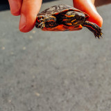 Snapping Turtle baby, Summer 2015