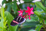 Butterflies and Blooms, Chicago Botanic Garden, Chicago, Il