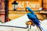 Parrot at Old Town Market Square, Warsaw