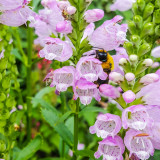 Bee, Chicago Botanic Garden, Glencoe, IL
