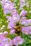 Bee, Chicago Botanic Garden, Glencoe, IL