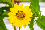 Sunflower, Chicago Botanic Garden, Glencoe, IL