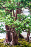 Bonsai, Chicago Botanic Garden, Glencoe, IL