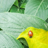 Lady bug, Chicago Botanic Garden, Glencoe, IL