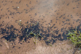 Tadpoles copy.jpg