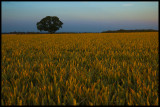 ripening wheat low res copy.jpg
