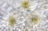 White flowers copy.jpg
