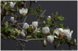 Magnolia is fading