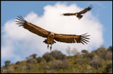 Griffon Vultures (Gåsgamar)