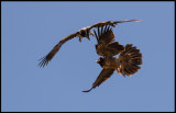 Young Lammergeiers playing (Lammgamar) - Sierra de Beumort