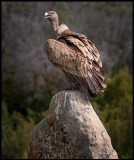 Griffon Vulture (Gsgam)