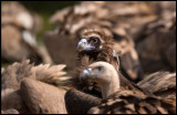 A Black Vulture (grågam) in a flock of Griffons