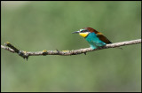 Bee-eater (Bitare)