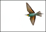 Bee-eater (Biätare)