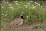 Male Little Bustard (Småtrapp)