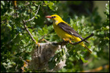 Male Golden Oriole at nest (Sommargylling)