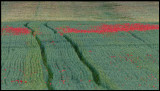 Puppies field near Balguer