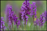 Early Purple Orchids (Sankte Pers nycklar) - Öland