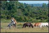 Horses at Klinta