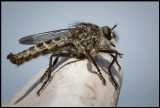 Fly with small mite (Fluga med kvalster) - land