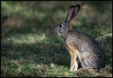 Scrub Hare - Naivasha