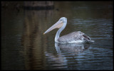 Pink-backed Pelican - Naivasha