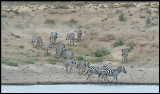 Zebras coming down to drink