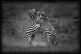 Zebras fighting in Hells Gate - Kenya