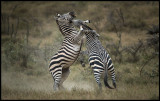Kenya Safari 2013