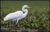 Great White Egret in Naivasha Lake