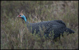 Helmeted Gunieafowl