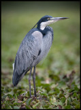 Black-headed Heron