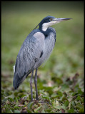 Black-headed Heron 