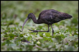 Glossy Ibis