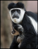 Pied Colobus with baby