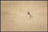 A Serval cat in a very hot midday grass field