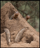 Dwarf Mongoose hiding in a Termite mound with old Impala horn