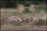 Grants Gazelles fighting