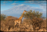 Giraff - the classic view near Kilimanjaro