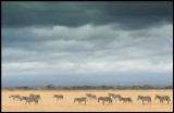 Rainclouds over Amboseli