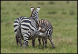 Young Zebra and mother